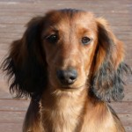 Maja