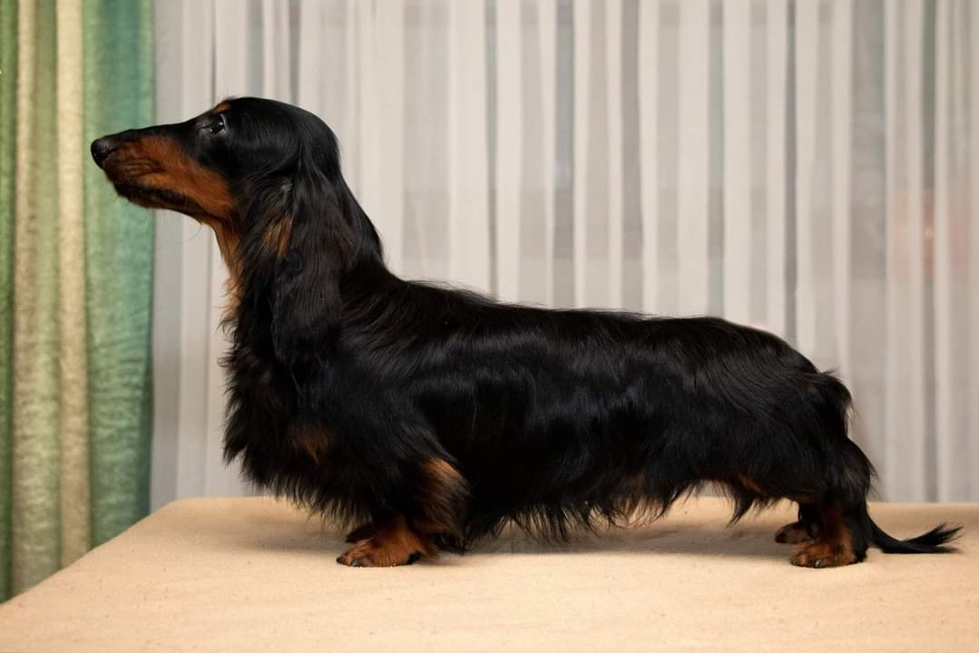 Shepard Shandi Ragge Kennel Sp rdax Shepard Shandi Ragge Kennel Sp rdax