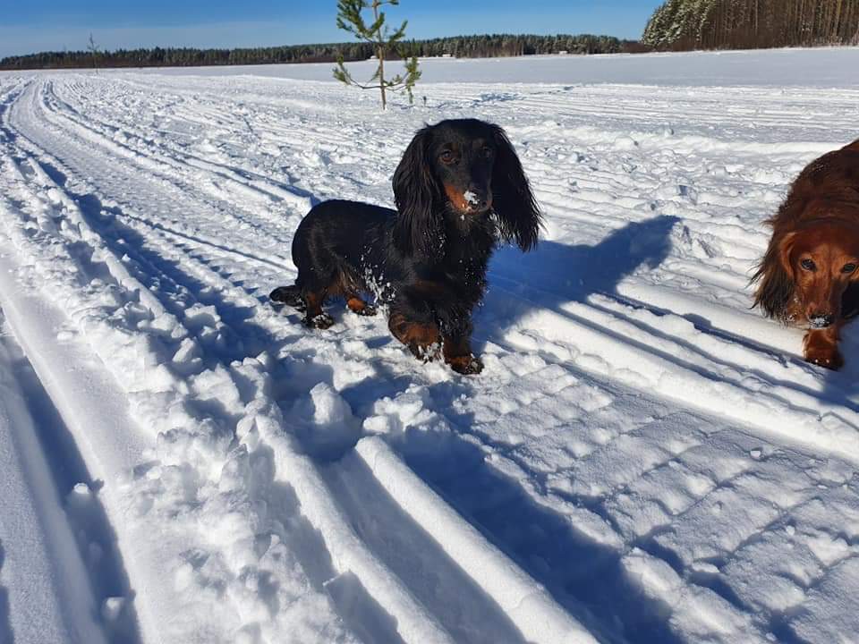 Pia på isen